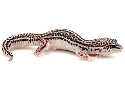 Super Snow Leopard Gecko for Sale Reptiles for Sale