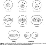 The Cell Cycle Coloring Worksheets Key