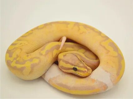 Pastel Piebald Ball Python