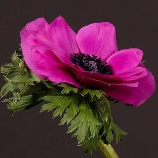 Anemone Mistral Cerise