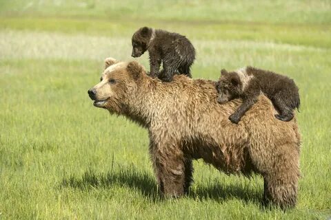 Grizzly bear cubs hitch a ride with mom in Alaska - Imgur