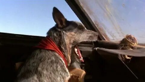 매드 맥스 영화속의 사나운 개 오스트레일리아 캐틀독 Mad Max Movies Dangerous dog Au