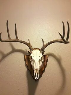 deer skull US