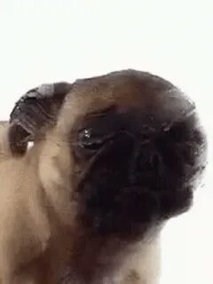 Pug Morning GIF - Pug Morning Lick - Descubre & Comparte GIF