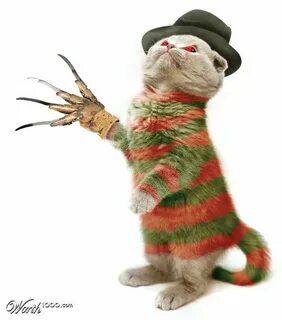 Kitty Krueger Pet costumes, Crazy cats, Halloween funny