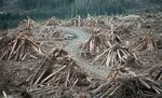 How Mushrooms Could Help Replenish Forests After Clearcut Lo