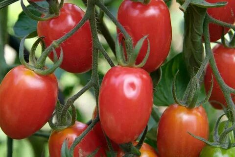 Sweetest Tomatoes to Grow - BBC Gardeners World Magazine