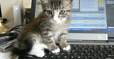 People Are Putting Out A Separate Laptop For Their Cat To Li
