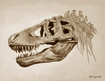 T Rex Skull Drawing at PaintingValley.com Explore collection