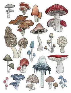 Pin by Jacqueline Cousins on Mushrooms in 2020 Mushroom art,