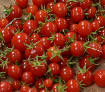 Buy Sweet Million TUMBLING Cherry Tomato seeds PRODUCTIVE HI