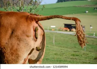 Cow Pooping On Meadow Stock Photo 1214589094 Shutterstock