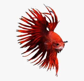 Transparent Betta Fish Png - Betta Fish Png , Free Transpare