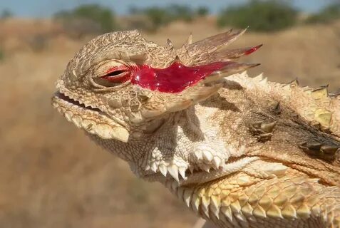 Regal Horned Lizard, Phrynosoma solare Adult, squirted blo. 