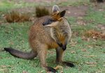 File:Wallaby at Australia Zoo-2+ (1951661331).jpg - Wikimedi