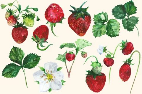 Watercolor Strawberry Clip art (27434) Illustrations Design 