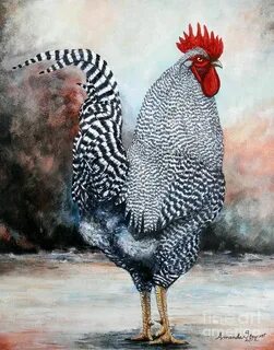 Barred Rock rooster by Amanda Hukill Barred rock rooster, Ch