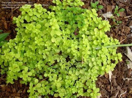 PlantFiles Pictures: Sedum, Stonecrop, Japanese Sedum, Woodl