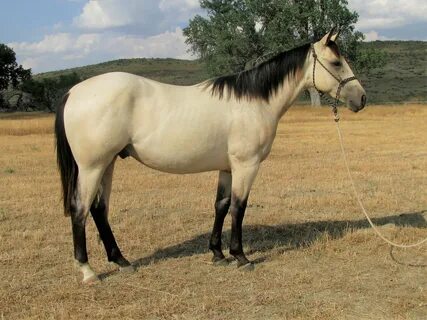 Buckskin Mustang Horse For Sale
