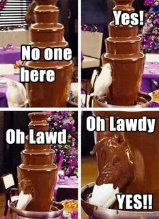 Chocolate Memes! Choc covered cockatoos now there's an idea 