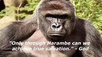 Dicks out for HARAMBE - YouTube