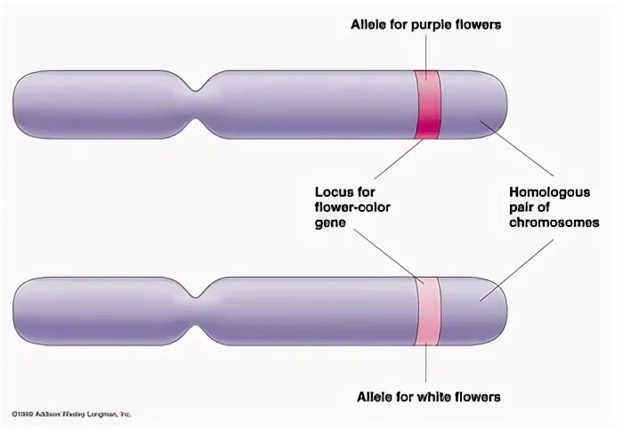 Amoeba Sisters Alleles And Genes : alleles and genes answer 