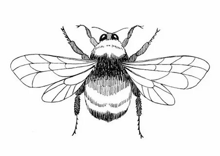 Bumblebee Coloring Pages Bee coloring pages, Bee outline, Be