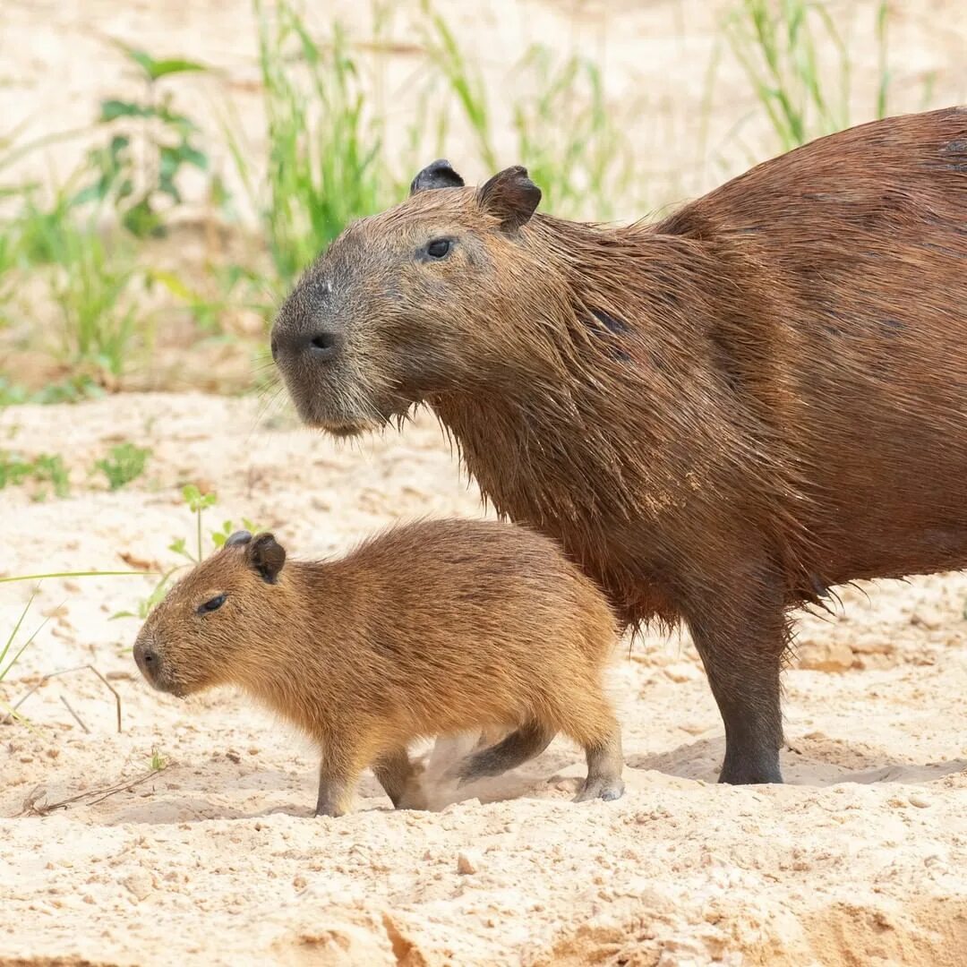 Capybara rock rust фото 76