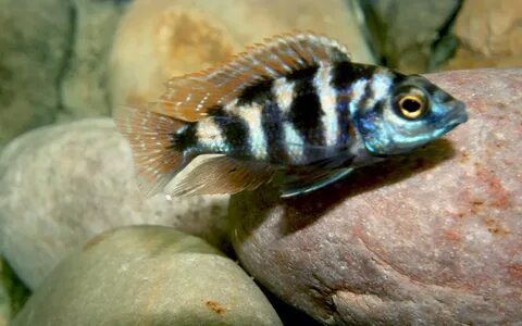 Help to ID African Cichlids please Cichlid Fish Forum