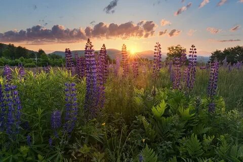 Lupines Sunrise This is taken at the well known lupines fe. 