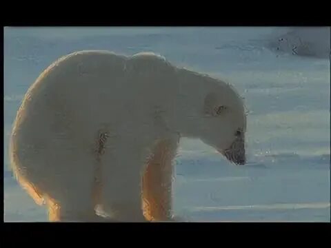 Meilleurs GIFs Polar Bear Gif Gfycat