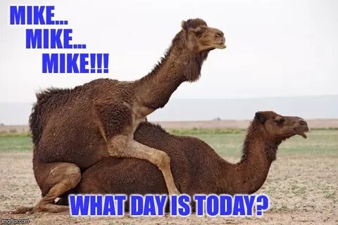 Happy Hump Day y'all! - Imgflip