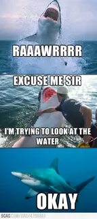 Excuse me sir - Funny Sharks funny, Funny pictures, Bones fu