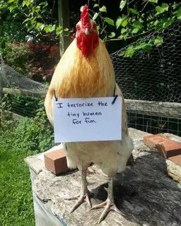 Farmers Are Shaming Their Chickens For Their 'Crimes' And It