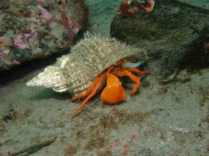 underwater hermit crab Crab, Hermit crab, Sea animals