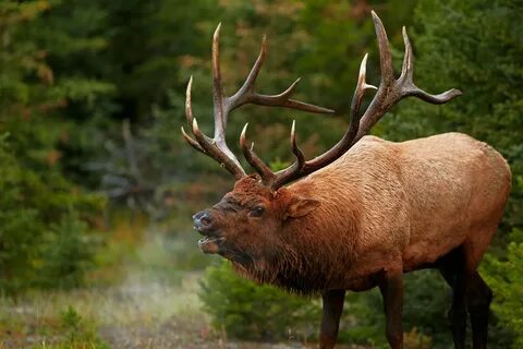 september bull elk - Google Search Bull elk, Elk pictures, D