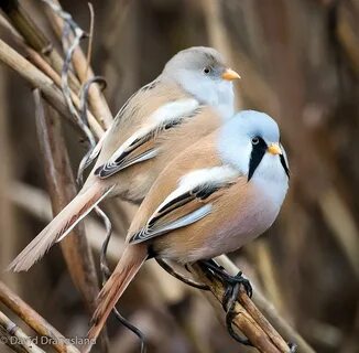 These Adorable Bearded Reedling Birds Looks Like They Have Real Beards.