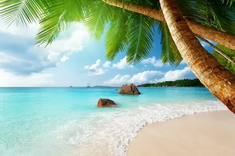 paradise, Ocean, Tropical, Blue, Palm, Beach, Coast, Sea, Em