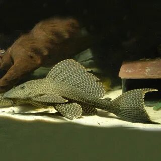 Птеригоплихт Парчовый XL 15-20 см - Золотая рыбка