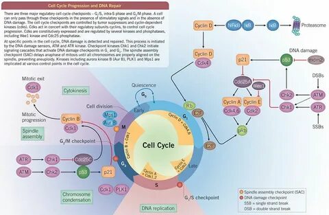 Cell Cycle Cell Biology Tocris Bioscience