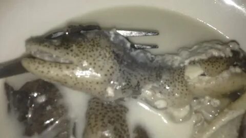 EEL SOUP - YouTube