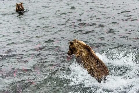 Камчатка. Медвежья рыбалка на заповедном кордоне. " uCrazy.r