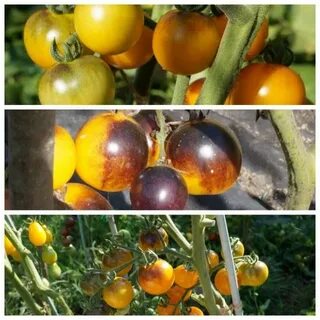 5 Varieties Of Fruit Cherry Tomatoes - The Sweetest And Brig