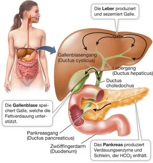 Stechen leber