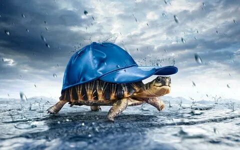 Turtle Wallpaper APK for Android Download