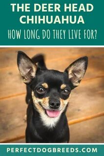 Deer Head Chihuahua Life Span Chihuahua breeds, Chihuahua, D