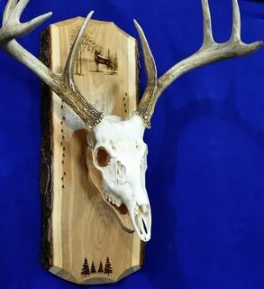 Hunting. European Mount Plaque. Deer Hunting. Deer Skull Ets