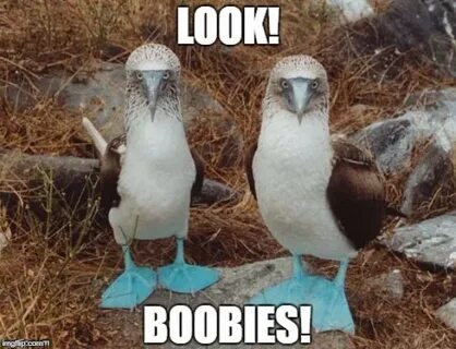 BOOBIES!!! - Imgflip