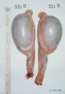 Physiological asymmetry of European bison testes. Testicles 