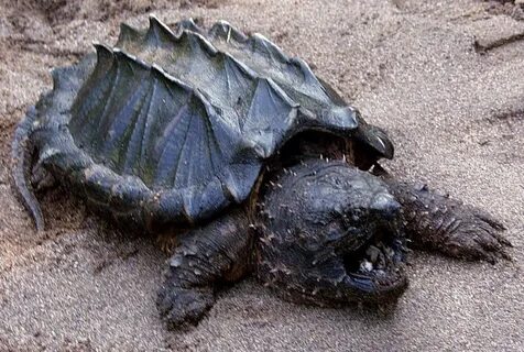 Alligator Snapping Turtle wallpapers, Animal, HQ Alligator S
